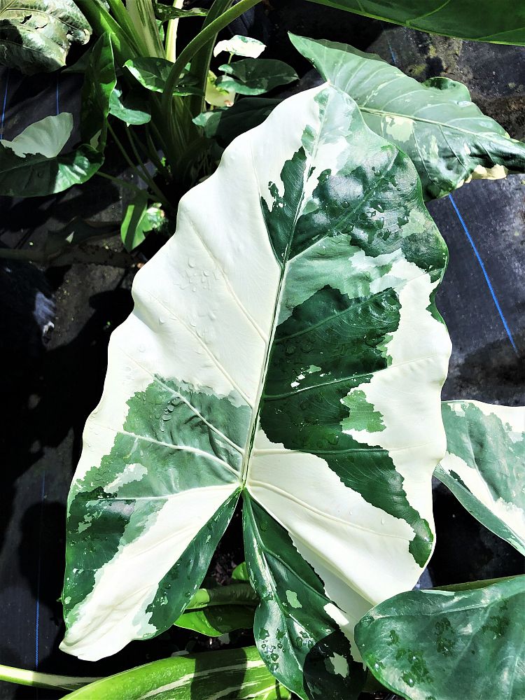 alocasia-macrorrhiza-variegata-elephant-ear