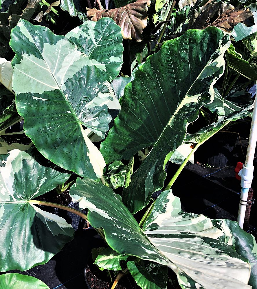 alocasia-macrorrhiza-variegata-elephant-ear