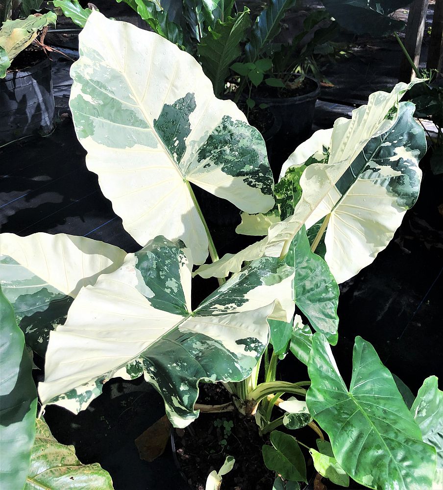 alocasia-macrorrhiza-variegata-elephant-ear
