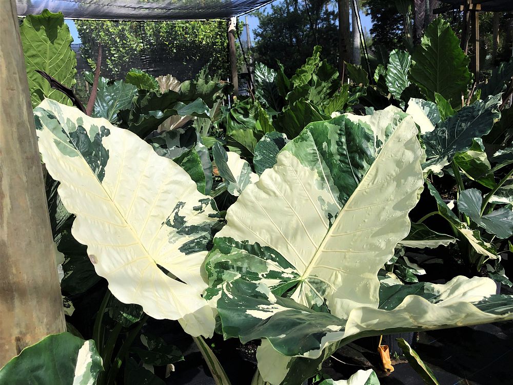 alocasia-macrorrhiza-variegata-elephant-ear