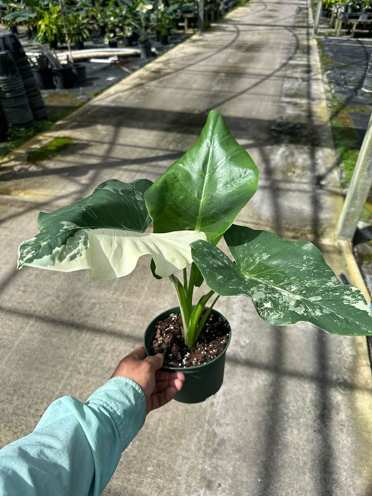 alocasia-macrorrhiza-variegata-elephant-ear