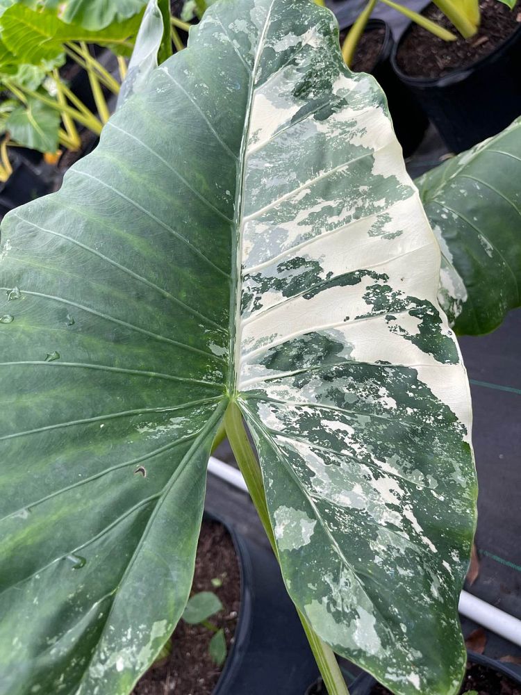 alocasia-macrorrhizos-variegata-giant-taro-wild-taro-variegated-upright-elephant-ear