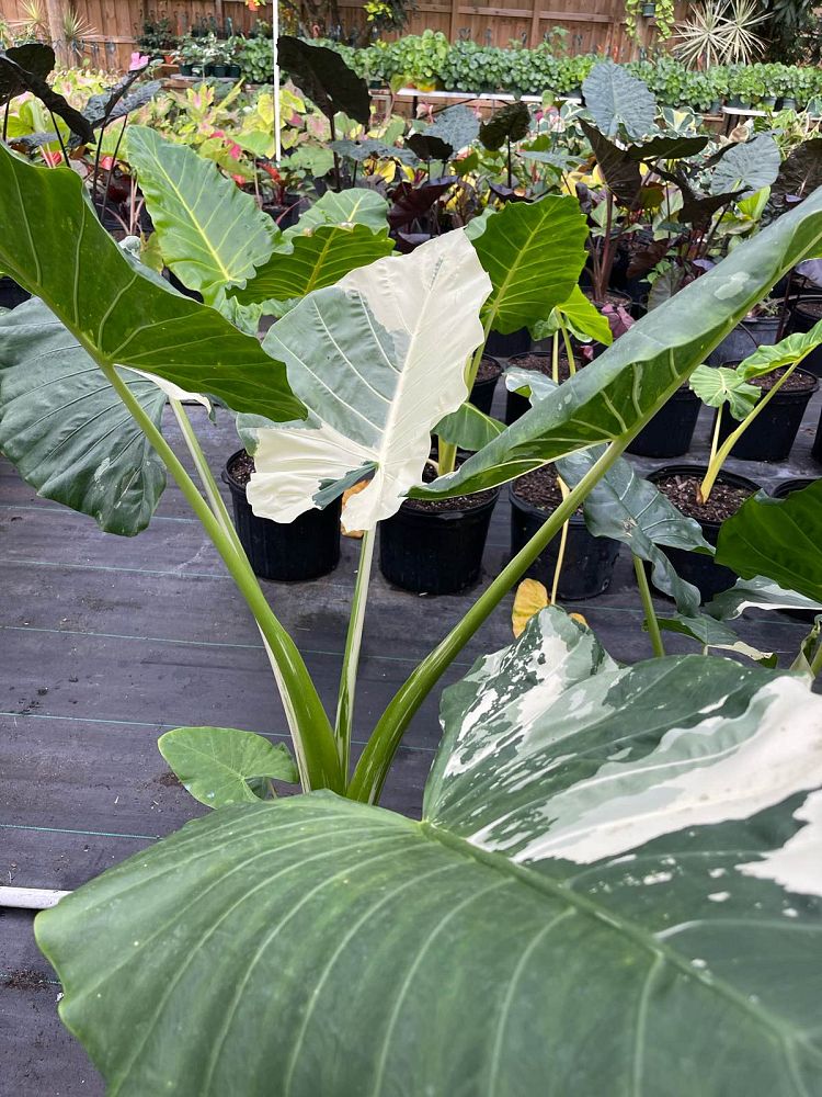 alocasia-macrorrhizos-variegata-giant-taro-wild-taro-variegated-upright-elephant-ear