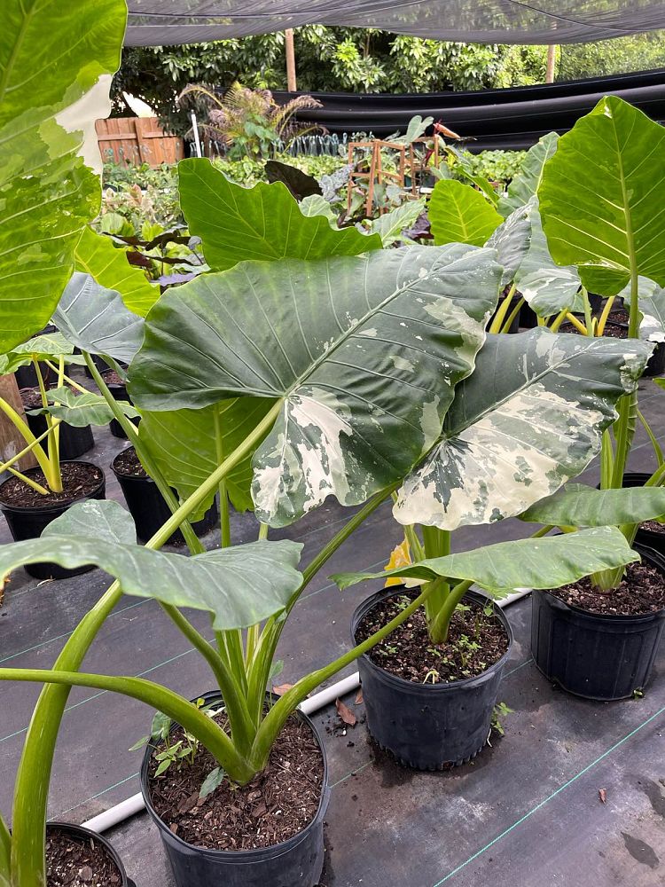 alocasia-macrorrhizos-variegata-giant-taro-wild-taro-variegated-upright-elephant-ear