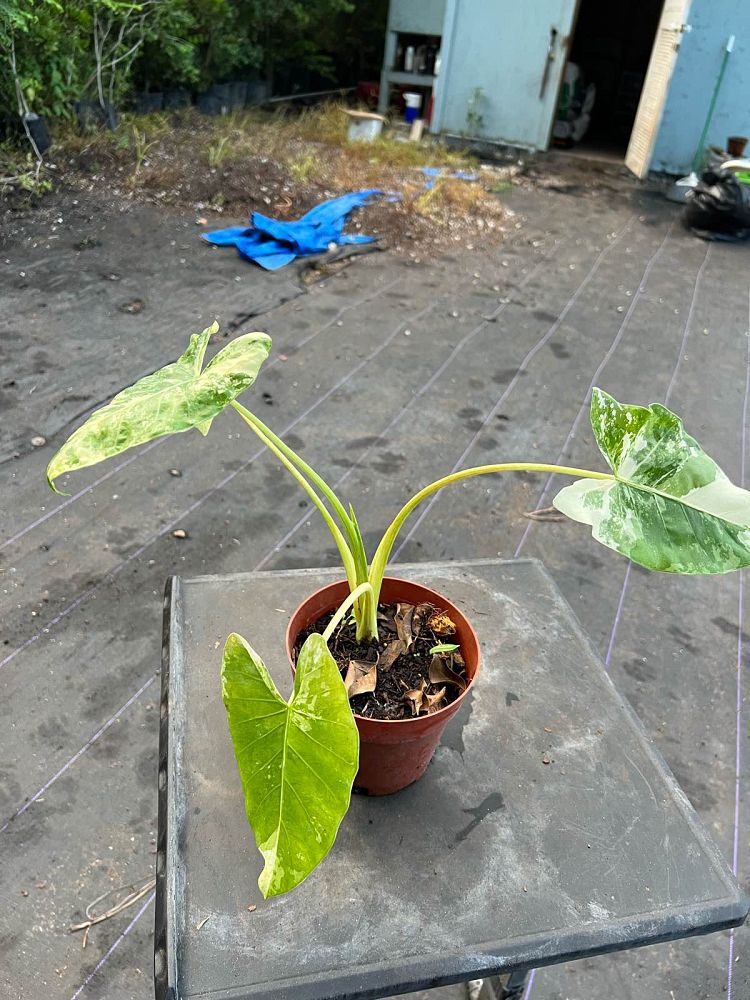 alocasia-macrorrhizos-variegata-giant-taro-wild-taro-variegated-upright-elephant-ear