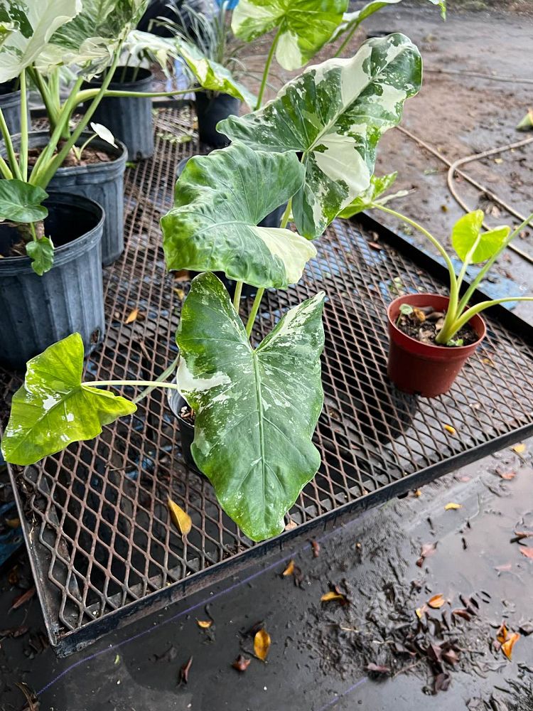 alocasia-macrorrhizos-variegata-giant-taro-wild-taro-variegated-upright-elephant-ear