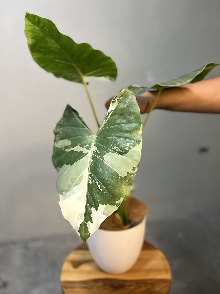 alocasia-macrorrhizos-variegata-giant-taro-wild-taro-variegated-upright-elephant-ear