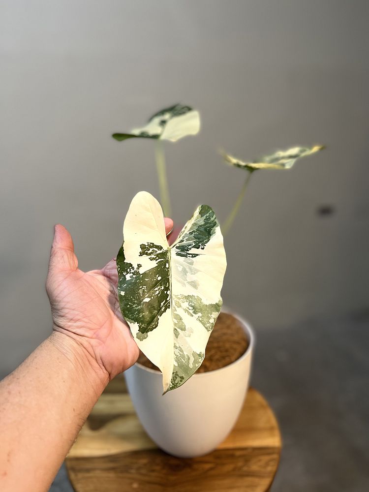alocasia-macrorrhizos-variegata-giant-taro-wild-taro-variegated-upright-elephant-ear