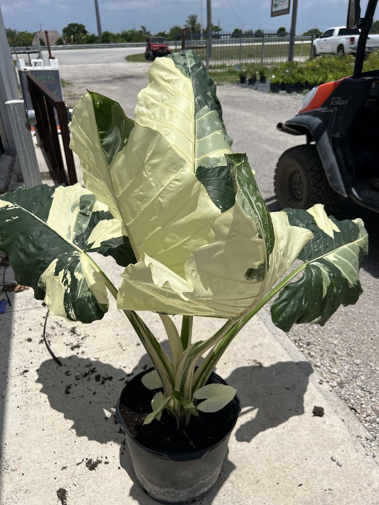 alocasia-macrorrhizos-variegata-giant-taro-wild-taro-variegated-upright-elephant-ear