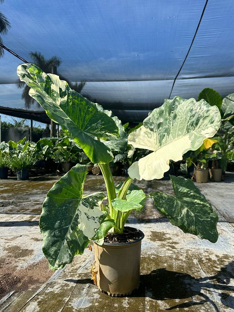 alocasia-macrorrhizos-variegata-giant-taro-wild-taro-variegated-upright-elephant-ear
