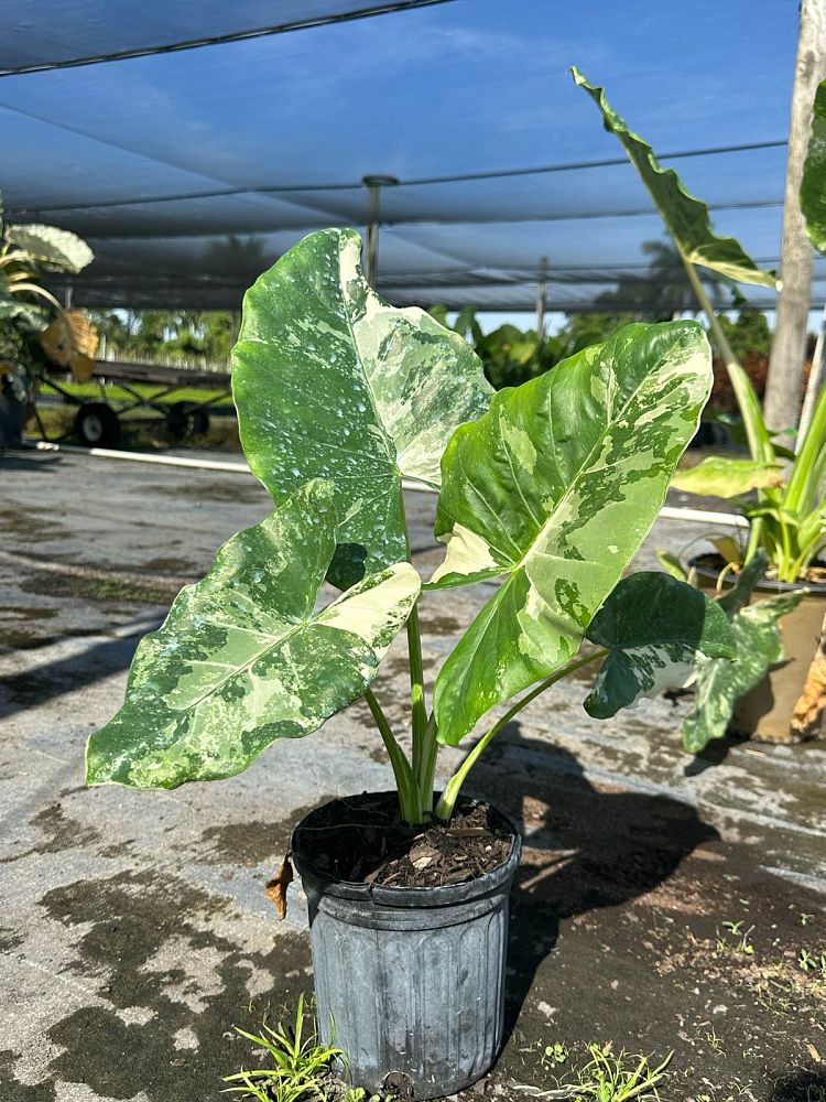 alocasia-macrorrhizos-variegata-giant-taro-wild-taro-variegated-upright-elephant-ear