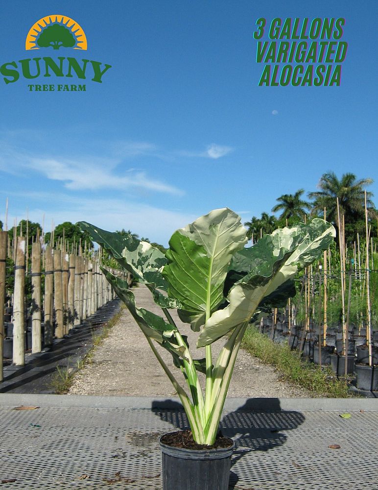 alocasia-macrorrhizos-variegata-giant-taro-wild-taro-variegated-upright-elephant-ear
