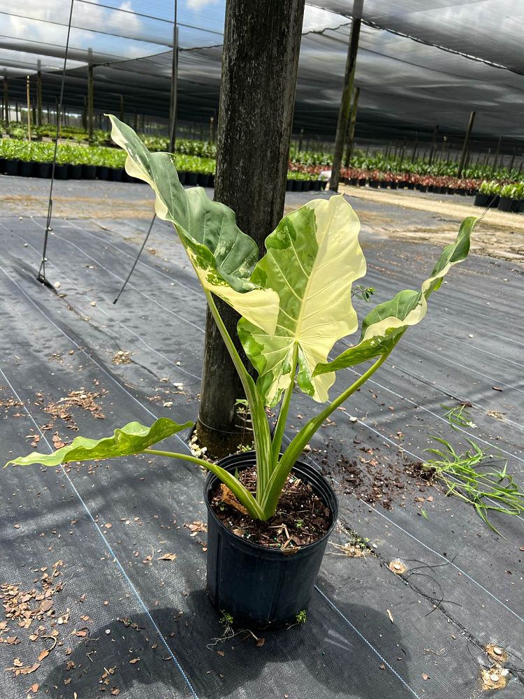alocasia-macrorrhizos-variegata-giant-taro-wild-taro-variegated-upright-elephant-ear