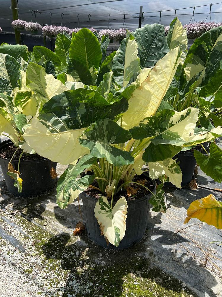 alocasia-macrorrhizos-variegata-giant-taro-wild-taro-variegated-upright-elephant-ear