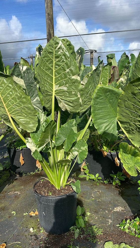 alocasia-macrorrhizos-variegata-giant-taro-wild-taro-variegated-upright-elephant-ear