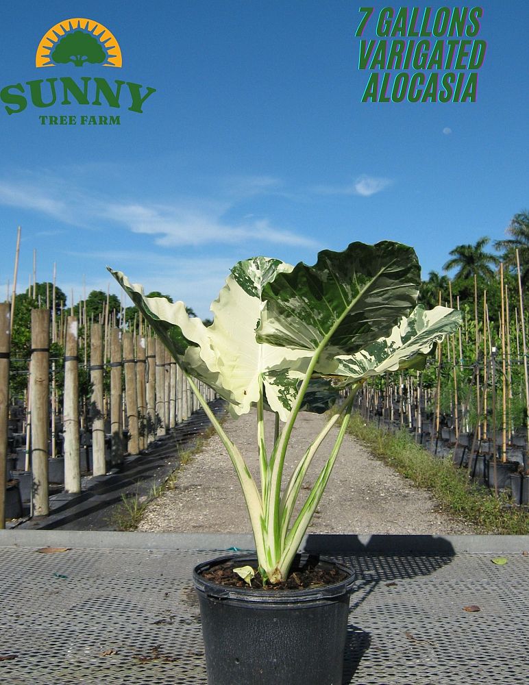 alocasia-macrorrhizos-variegata-giant-taro-wild-taro-variegated-upright-elephant-ear
