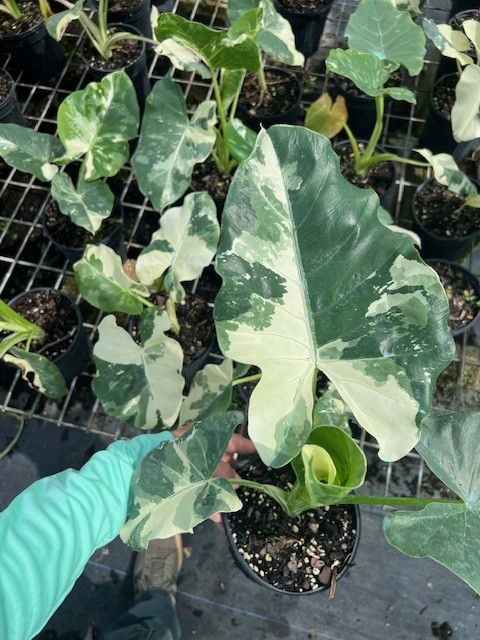 alocasia-macrorrhizos-variegata-giant-taro-wild-taro-variegated-upright-elephant-ear