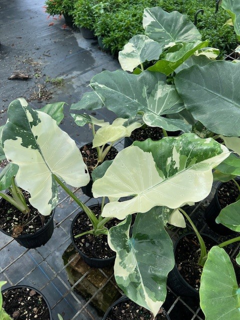 alocasia-macrorrhizos-variegata-giant-taro-wild-taro-variegated-upright-elephant-ear