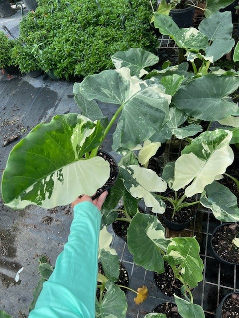 alocasia-macrorrhizos-variegata-giant-taro-wild-taro-variegated-upright-elephant-ear