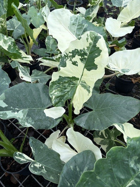 alocasia-macrorrhizos-variegata-giant-taro-wild-taro-variegated-upright-elephant-ear