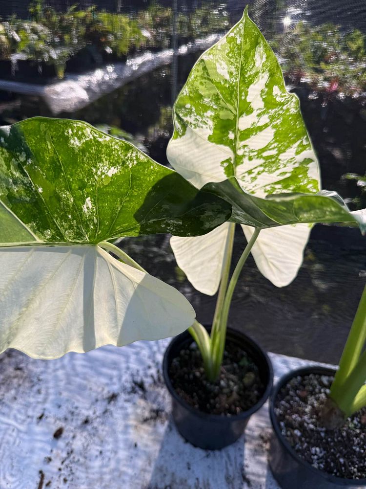 alocasia-macrorrhizos-variegata-giant-taro-wild-taro-variegated-upright-elephant-ear