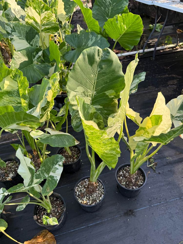 alocasia-macrorrhizos-variegata-giant-taro-wild-taro-variegated-upright-elephant-ear