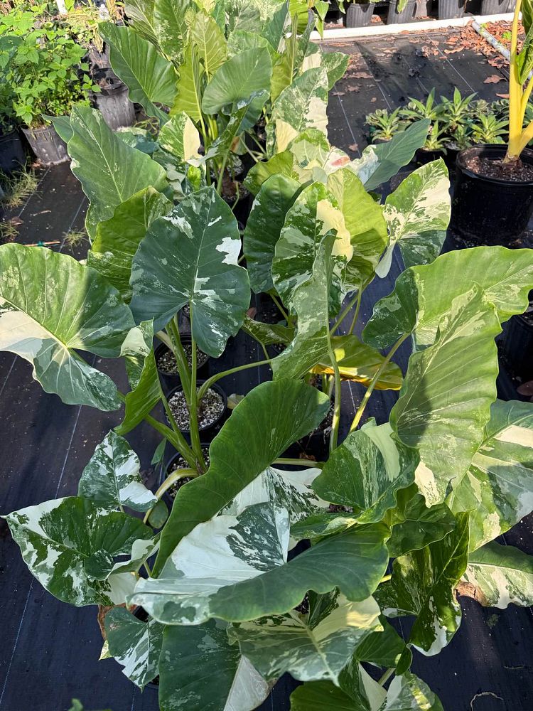 alocasia-macrorrhizos-variegata-giant-taro-wild-taro-variegated-upright-elephant-ear