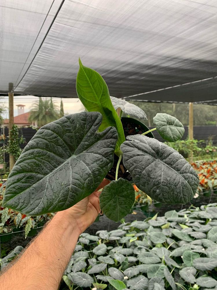 alocasia-maharani-elephant-ear