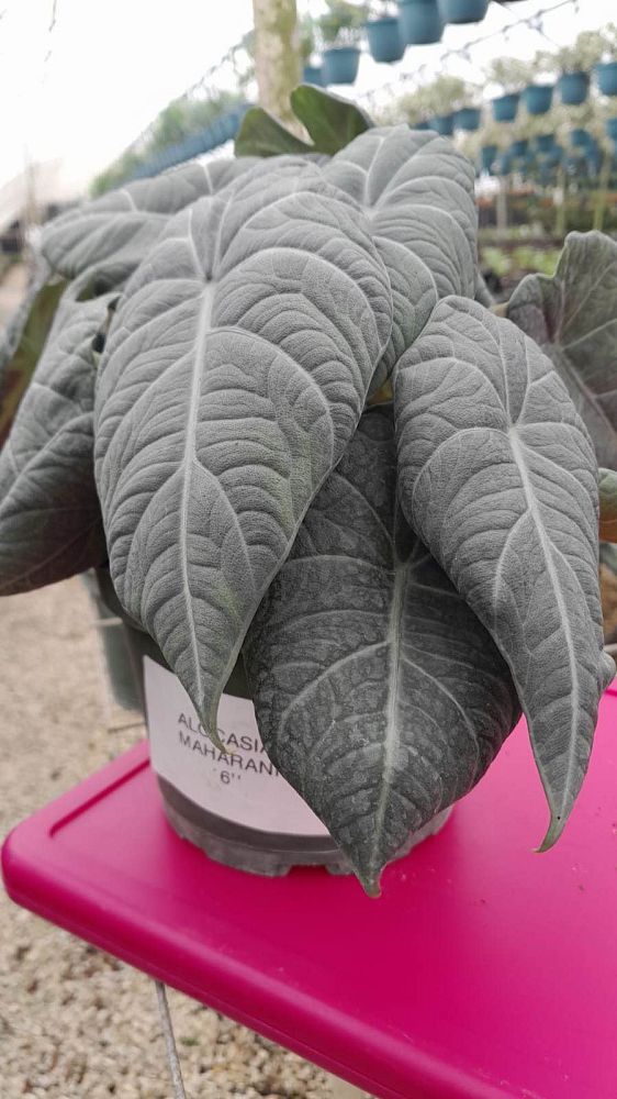 alocasia-maharani-elephant-ear