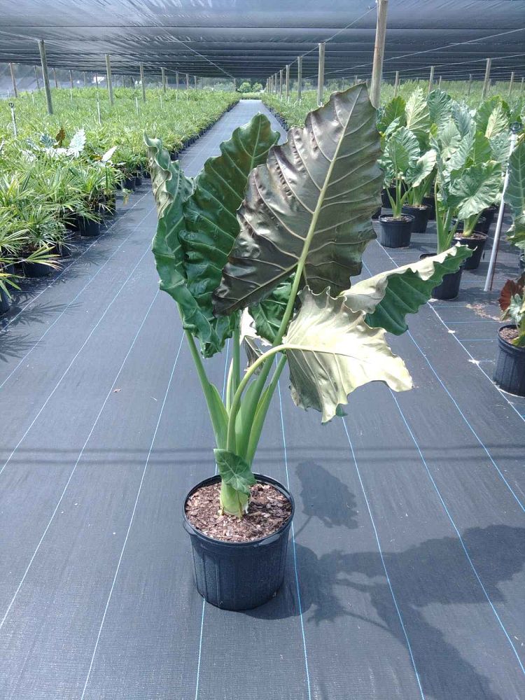 alocasia-mayan-mask-elephant-ear