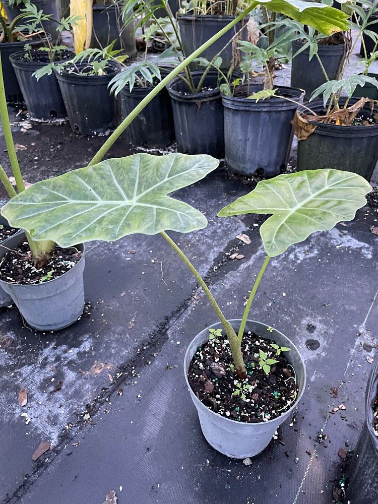 alocasia-mayan-mask-elephant-ear