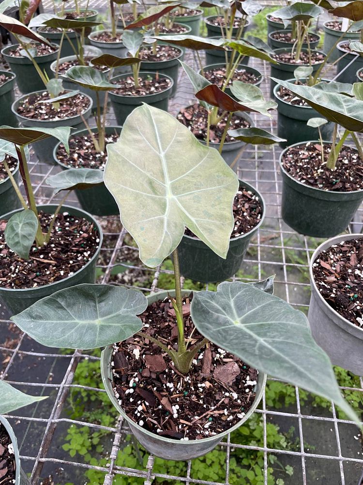 alocasia-mayan-mask-elephant-ear