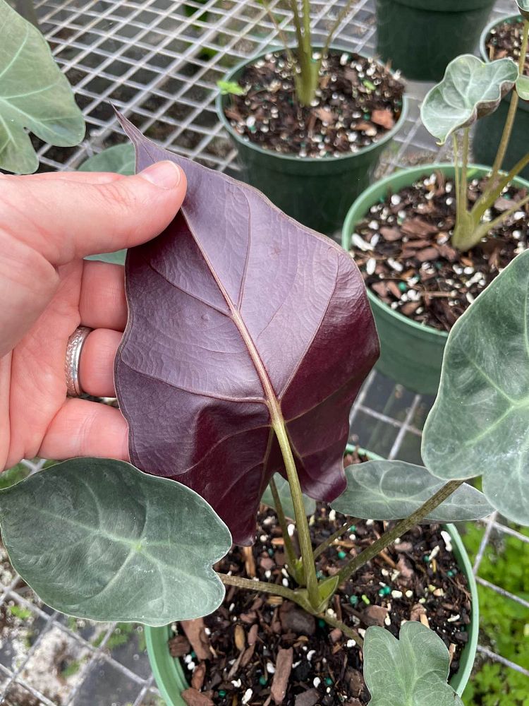 alocasia-mayan-mask-elephant-ear
