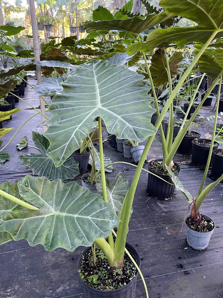 alocasia-mayan-mask-elephant-ear