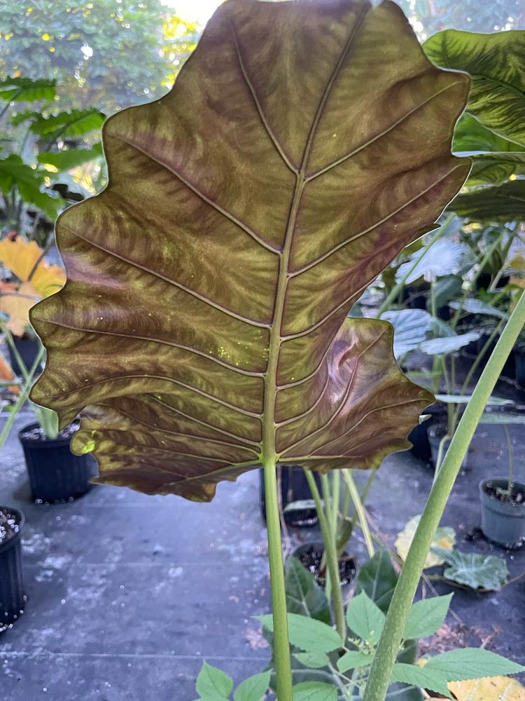 alocasia-mayan-mask-elephant-ear