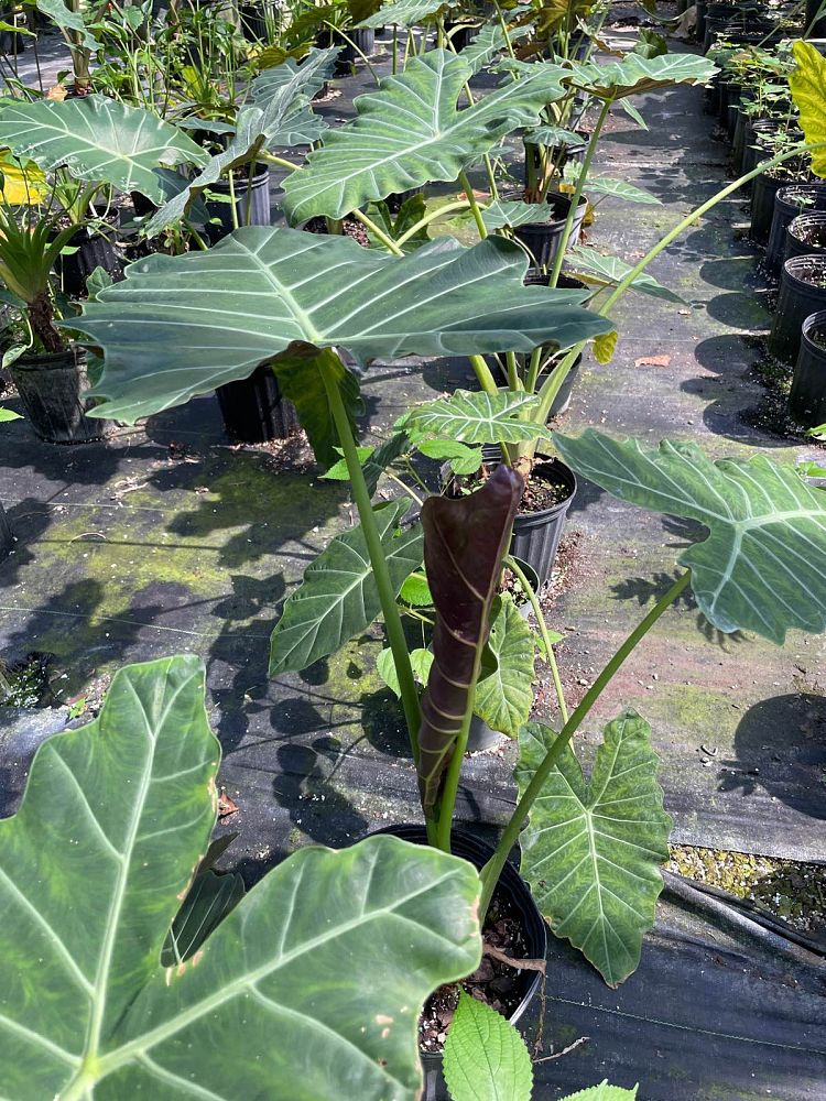 alocasia-mayan-mask-elephant-ear