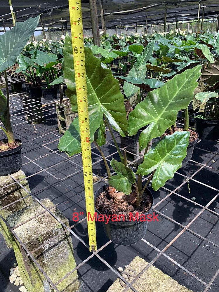 alocasia-mayan-mask-elephant-ear