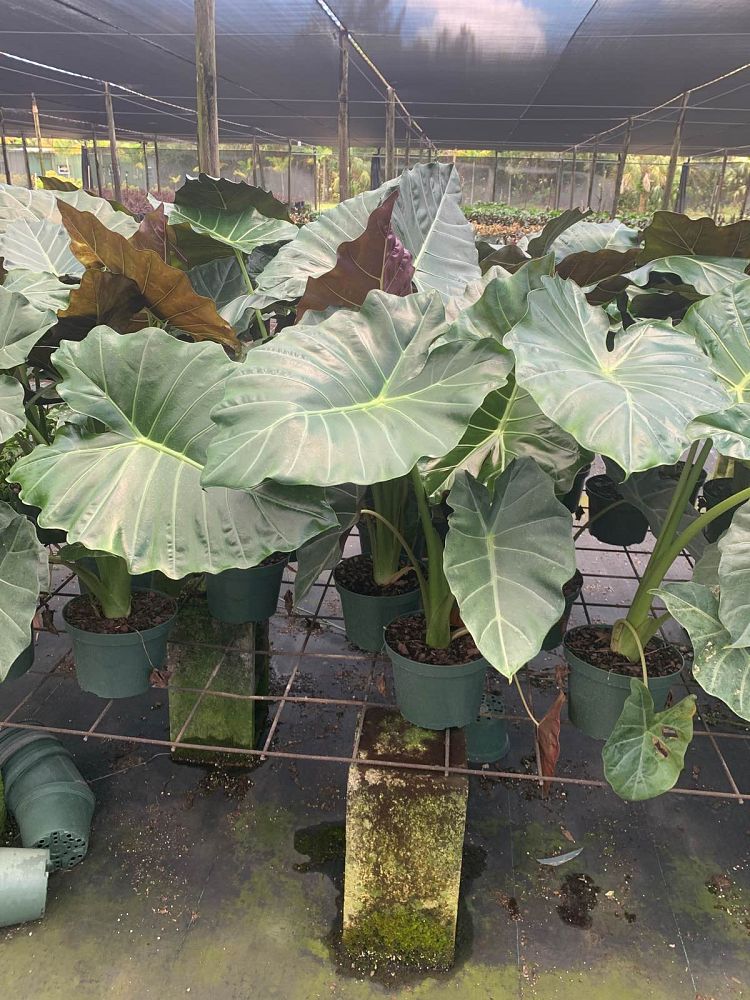 alocasia-mayan-mask-elephant-ear