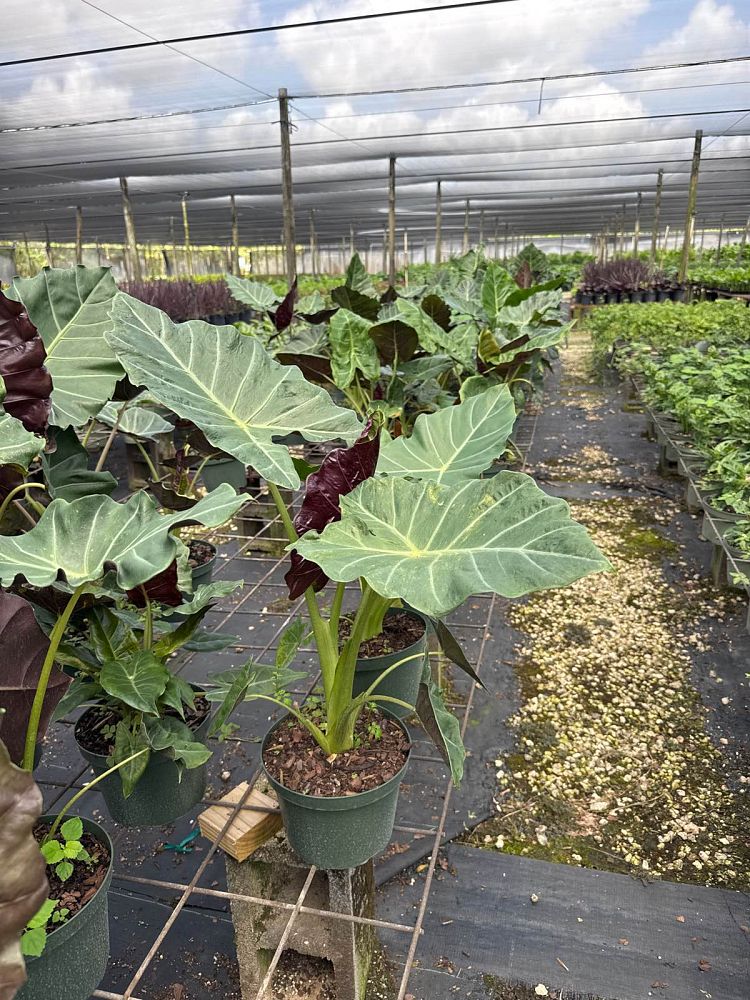 alocasia-mayan-mask-elephant-ear
