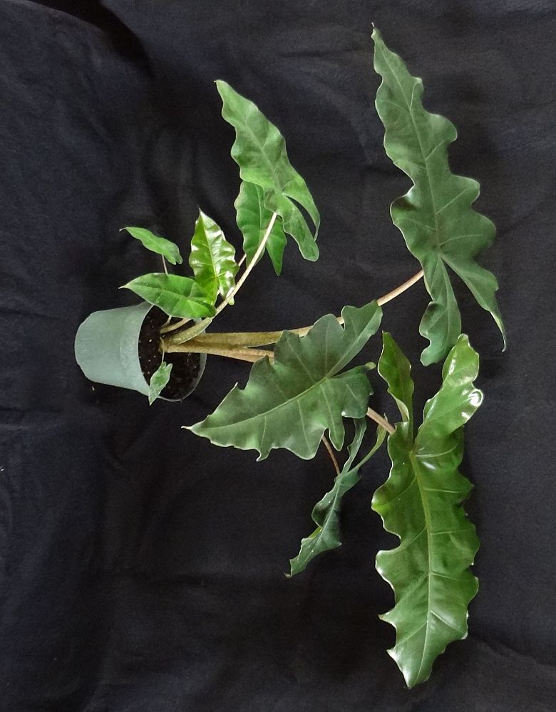 alocasia-megalodon-elephant-ear