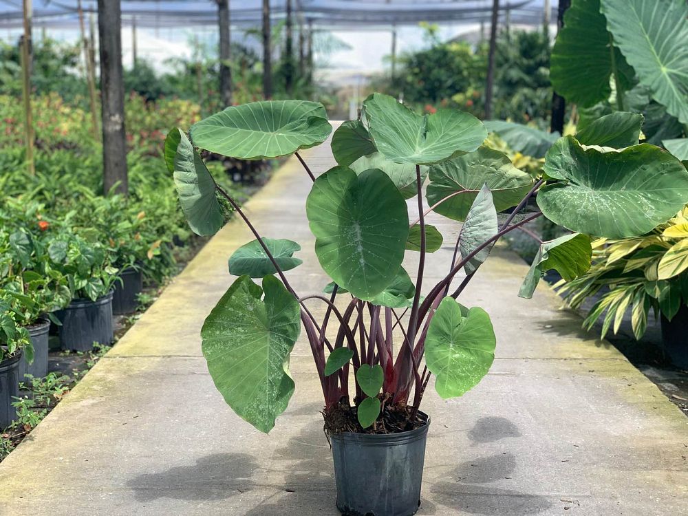 alocasia-megalodon-elephant-ear