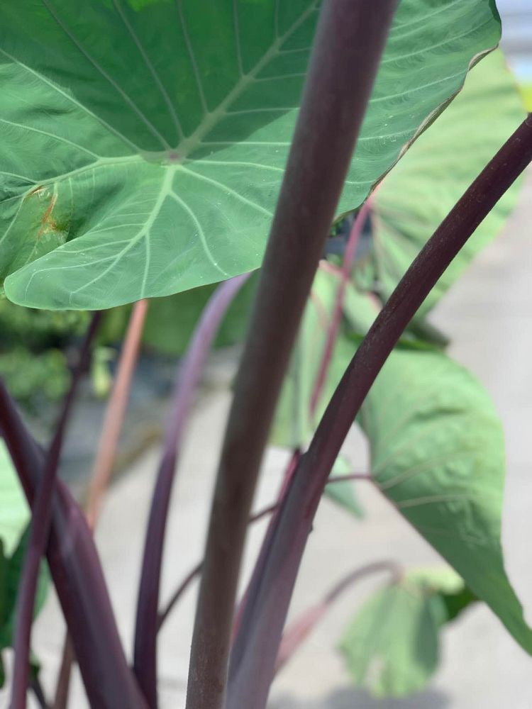 alocasia-megalodon-elephant-ear