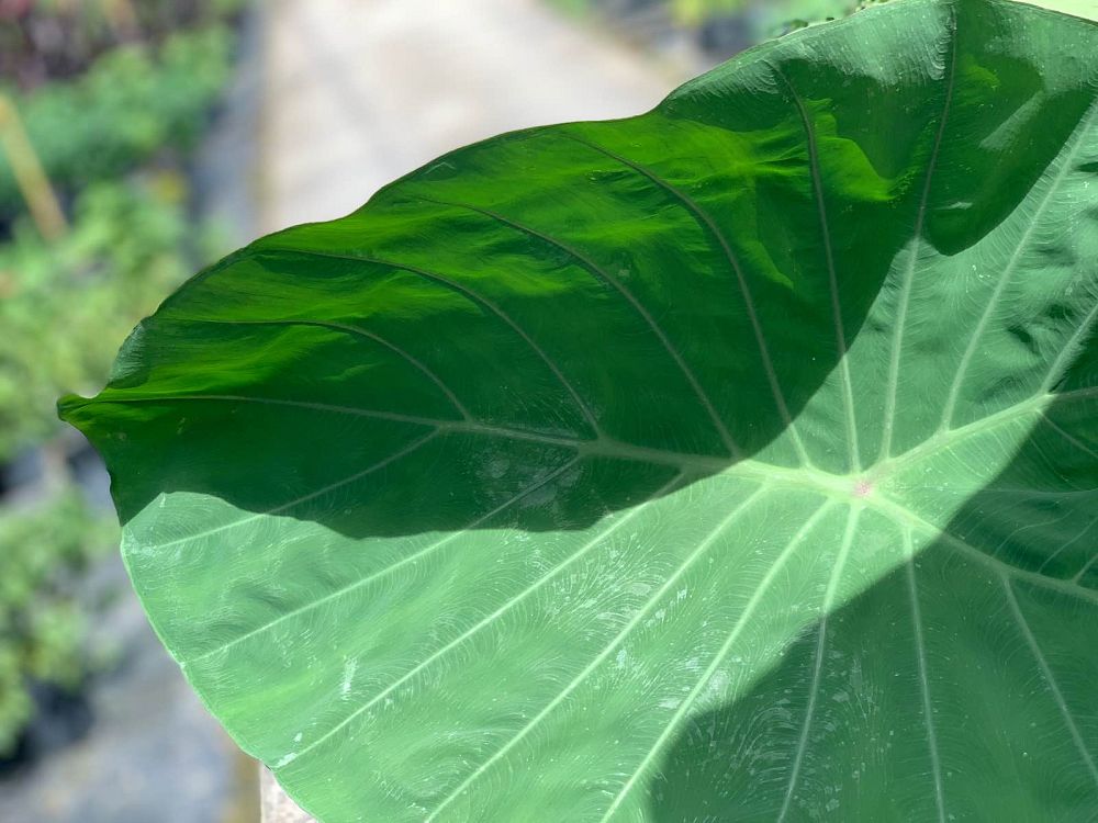 alocasia-megalodon-elephant-ear