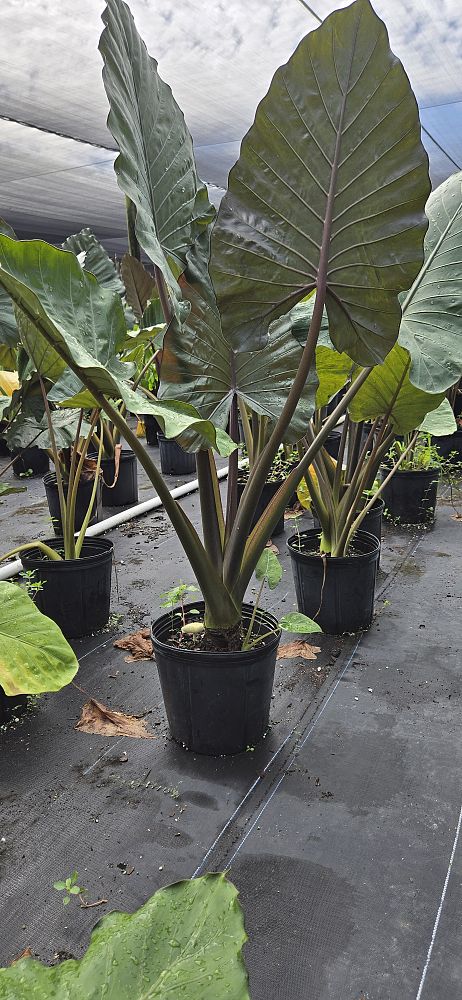 alocasia-metal-head-elephant-ear