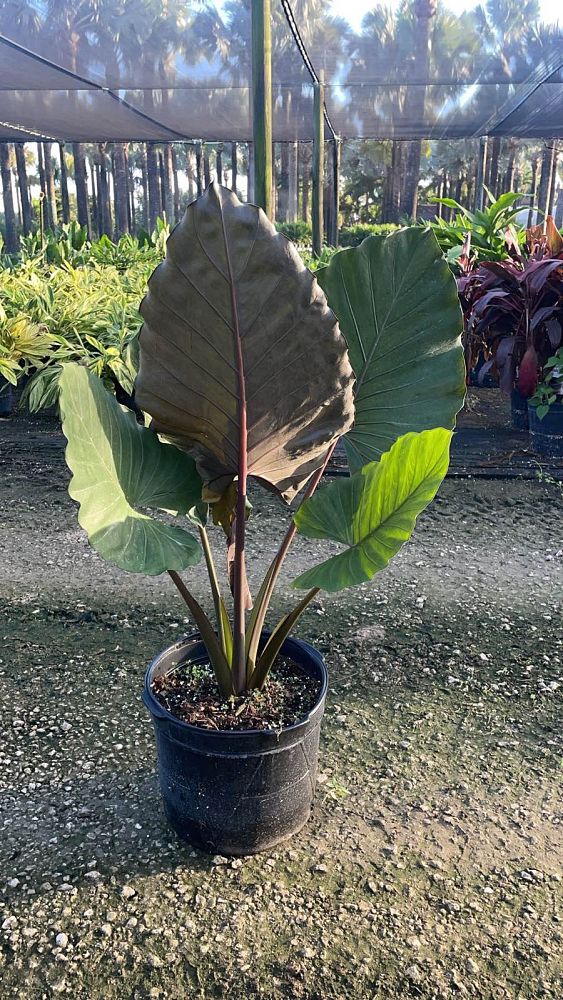 alocasia-metal-head-elephant-ear