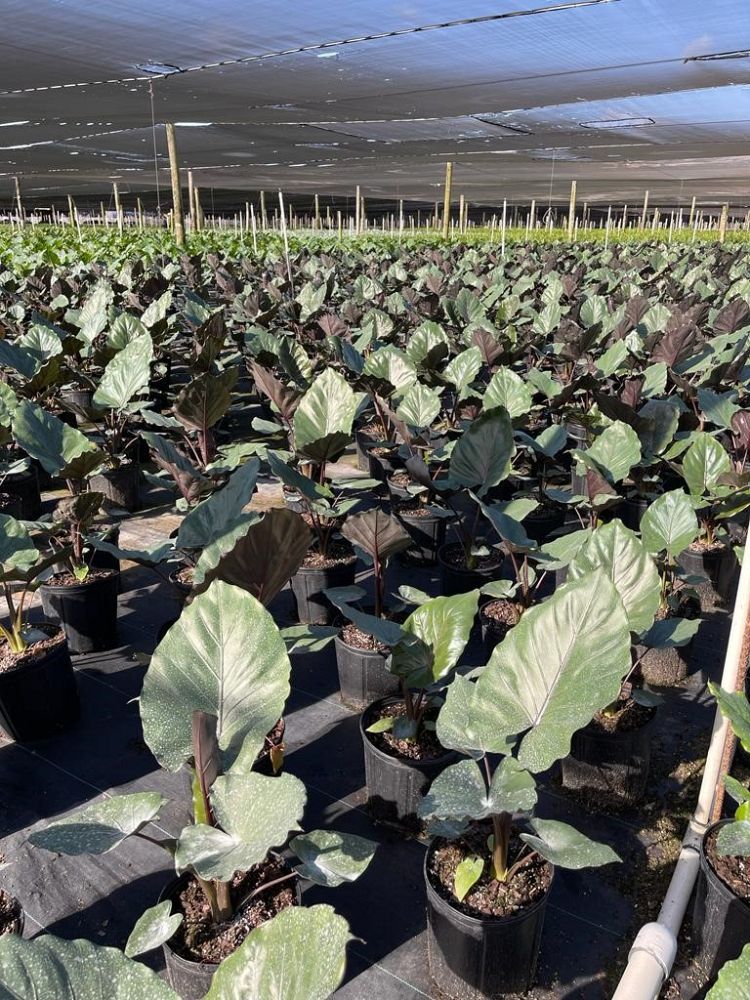 alocasia-metal-head-elephant-ear