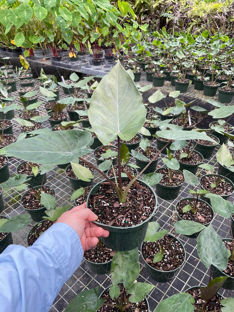 alocasia-metal-head-elephant-ear