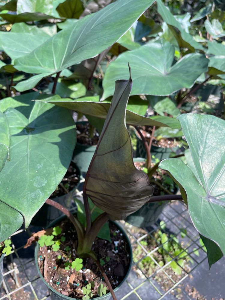 alocasia-metal-head-elephant-ear