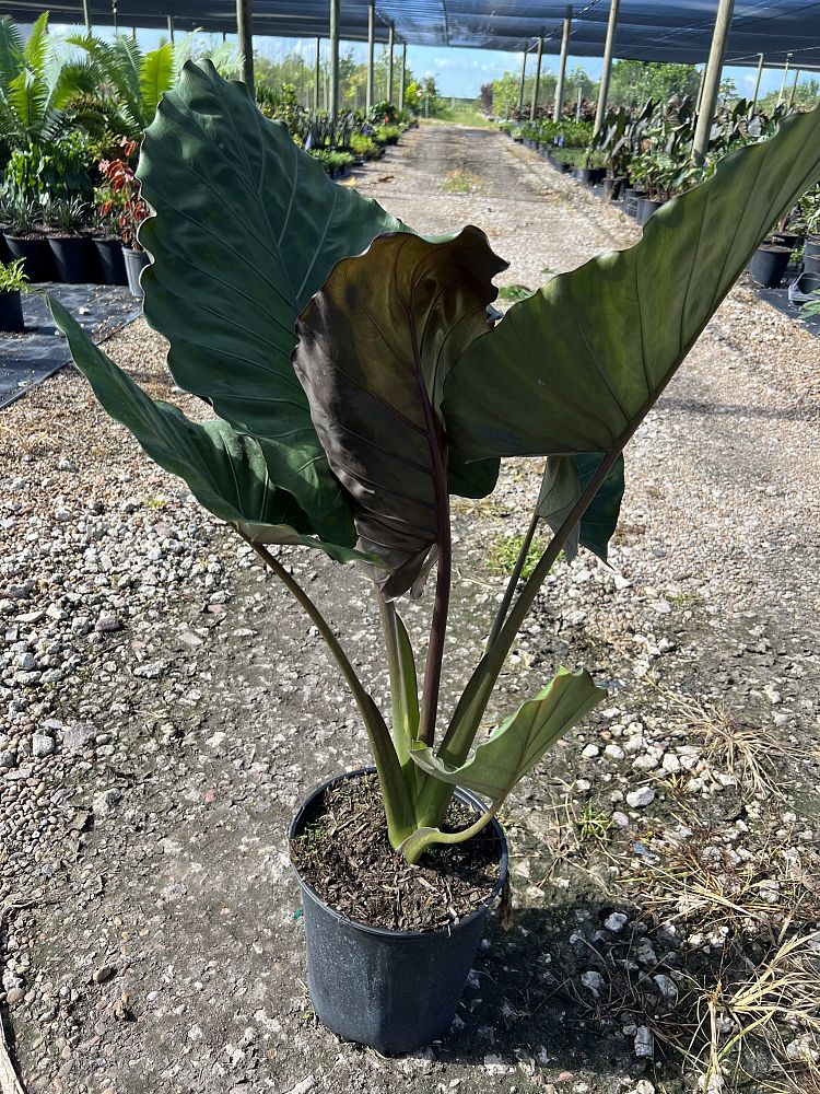 alocasia-metal-head-elephant-ear