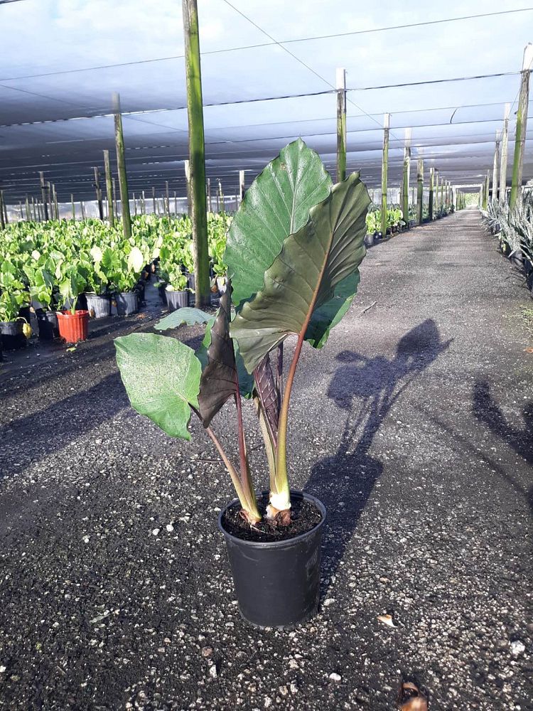 alocasia-metal-head-elephant-ear